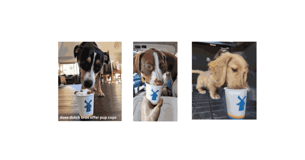 Does Dutch Bros Offer Pup Cups? Your Dog Will Love This! 1 does dutch bros offer pup cups